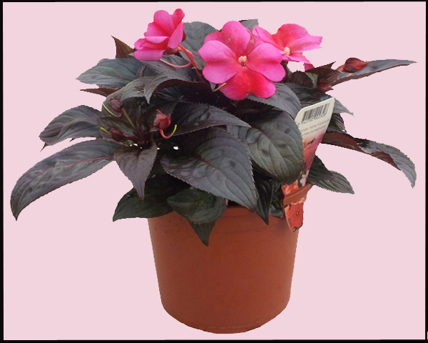 Image of annuals 17.jpg