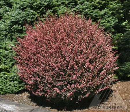 Image of barberry bush 2.jpg