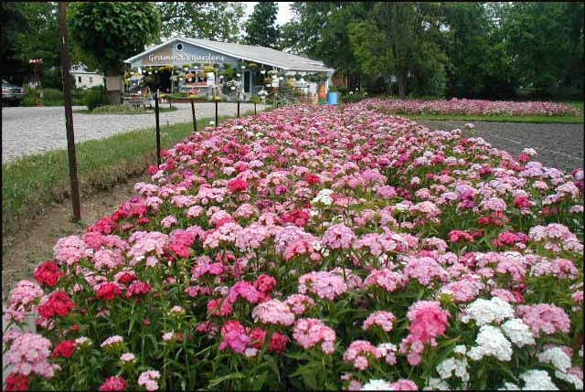 Image of bouquets - troy - michigan 10.jpg