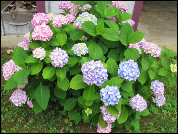 Image of bushes 8.jpg