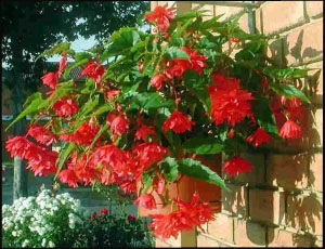 Image of hanging baskets 6.jpg