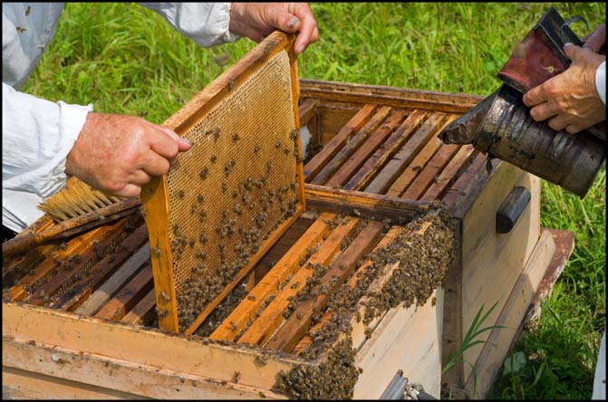 Image of honey 17.jpg