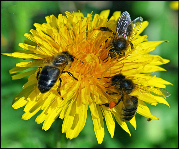 Image of honey 19.jpg