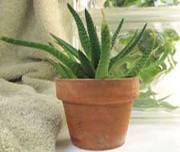 Image of indoor plant 5.jpg