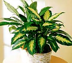 Image of indoor plant 6.jpg