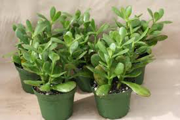 Image of indoor plant 8.jpg